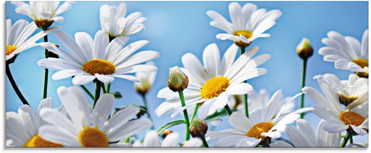 Artland Glasbild »Blumen - Margeriten«