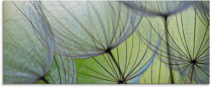 Artland Glasbild »Pusteblumen-Samen«