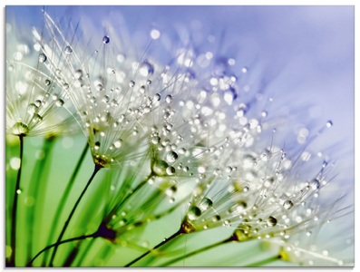 Artland Glasbild »Glitzernde Pusteblume«
