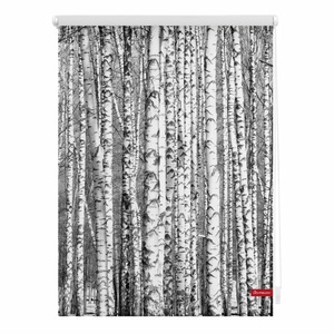 LICHTBLICK, Seitenzugrollo, Lichtblick, »Klemmfix Dekor Birken«, Lichtschutz, Fixmass, ohne Bohren, LICHTBLICK ORIGINAL Seitenzugrollo »Klemmfix Motiv Birken«, Lichtschutz, ohne Bohren, freihängend, bedruckt