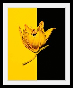 undefined, Bild »Blüte«, queence Bild »Blüte«, Blumen-Blumenbilder-Pflanzen-Kunst, HD Premium Poster-Druck inkl. Holzrahmen
