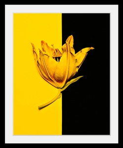 undefined, Bild »Blüte«, queence Bild »Blüte«, Blumen-Blumenbilder-Pflanzen-Kunst, HD Premium Poster-Druck inkl. Holzrahmen