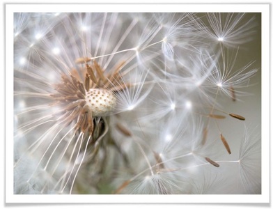 Wall-Art, Wall-Art Poster »Pusteblume im Flug«, Blumen, (1 St.), Wall-Art Poster »Pusteblume im Flug«, Blumen, (1 St.), Poster ohne Bilderrahmen