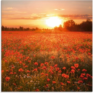 Artland Glasbild »Mohnblumenfeld bei Sonnenuntergang«