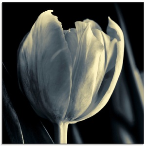 Artland Glasbild »Tulpe«