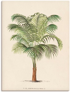 Artland, Artland Wandbild »Palme II«, Artland Wandbild »Palme II«, Pflanzen, (1 St.), als Leinwandbild, Poster, Wandaufkleber in verschied. Grössen
