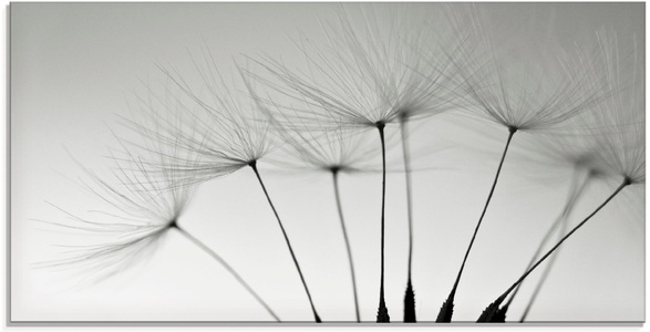 Artland Glasbild »Pusteblumen-Samen«