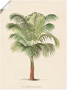 Artland, Artland Wandbild »Palme II«, Artland Wandbild »Palme II«, Pflanzen, (1 St.), als Leinwandbild, Poster, Wandaufkleber in verschied. Grössen
