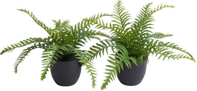 Botanic-Haus, Botanic-Haus Künstliche Zimmerpflanze »Farn im Topf«, (Set, 2 St.), Botanic-Haus Künstliche Zimmerpflanze »Farn im Topf«