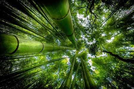 Papermoon, Papermoon Fototapete »Photo-Art DAVID ROS, ARASHIYAMA«, Vliestapete, hochwertiger Digitaldruck, inklusive Kleister, Papermoon Fototapete »Photo-Art DAVID ROS, ARASHIYAMA«