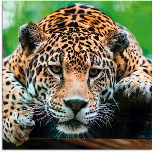 Artland Glasbild »Südamerikanischer Jaguar«