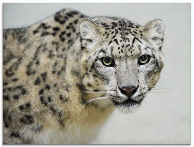 Artland Glasbild »Schneeleopard«