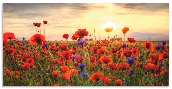 Artland, Artland Wandbild »Mohnblumen«, Artland Wandbild »Mohnblumen«, Blumen, (1 St.), als Alubild, Outdoorbild, Leinwandbild, Poster, Wandaufkleber