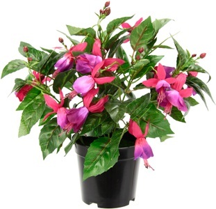 IGEA, I.GE.A. Kunstblume »Fuchsien«, Im Topf Zimmerpflanze Deko Doppelblütenblätter Topfpflanze Hybrid Hort, I.GE.A. Kunstblume »Fuchsien«, Im Topf Zimmerpflanze Deko Doppelblütenblätter Topfpflanze Hybrid Hort