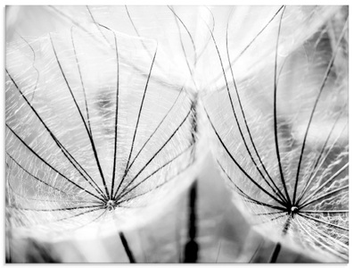 Artland Glasbild »Pusteblume in schwarzweiss«