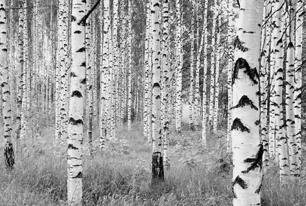 Komar, Komar Vliestapete »Birken«, 368/248 cm, Komar Vliestapete »Woods«, 368x248 cm (Breite x Höhe), inklusive Kleister