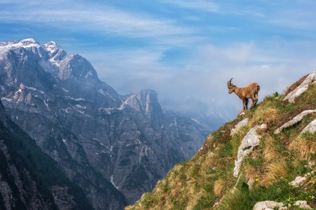 Papermoon, Papermoon Fototapete »Photo-Art ALES KRIVEC, ALPINE IBEX IN DEN BERGEN«, Vliestapete, hochwertiger Digitaldruck, inklusive Kleister, Papermoon Fototapete »Photo-Art ALES KRIVEC, ALPINE IBEX IN DEN BERGEN«