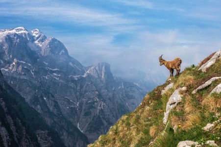 Papermoon, Papermoon Fototapete »Photo-Art ALES KRIVEC, ALPINE IBEX IN DEN BERGEN«, Vliestapete, hochwertiger Digitaldruck, inklusive Kleister, Papermoon Fototapete »Photo-Art ALES KRIVEC, ALPINE IBEX IN DEN BERGEN«
