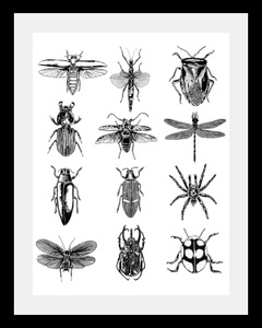 undefined, Bild »Insekten«, queence Bild »Insekten«, Tiere-Schwarz-Weiss-Kunst-Insekten, HD Premium Poster-Druck inkl. Holzrahmen