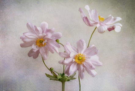 Papermoon, Papermoon Fototapete »Photo-Art MANDY DISHER, ANEMONEN«, Vliestapete, hochwertiger Digitaldruck, inklusive Kleister, Papermoon Fototapete »Photo-Art MANDY DISHER, ANEMONEN«