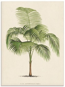 Artland, Artland Glasbild »Palme I«, Artland Glasbild »Palme I«, Pflanzen, (1 St.), in verschiedenen Grössen
