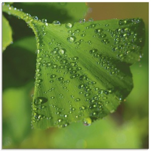 Artland Glasbild »Ginkgo«