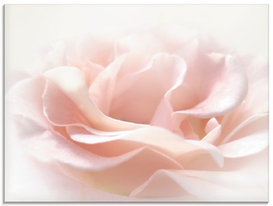 Artland Glasbild »Rose I«