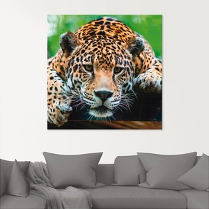 Artland Glasbild »Südamerikanischer Jaguar«