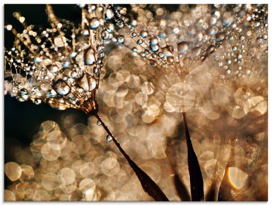 Artland Glasbild »Pusteblume Goldfarbenschimmer«
