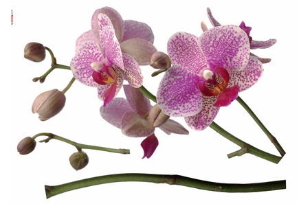 Komar, KOMAR Wandtattoo »Orchidee«, Komar Wandtattoo »Orchidee - Grösse 100 x 70 cm«, selbstklebend, Wandsticker