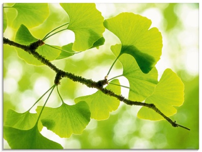 Artland Glasbild »Ginkgo«
