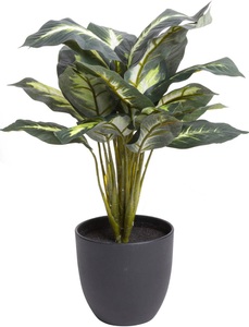 Botanic-Haus, Botanic-Haus Künstliche Zimmerpflanze »Dieffenbachia«, Botanic-Haus Künstliche Zimmerpflanze »Dieffenbachia«