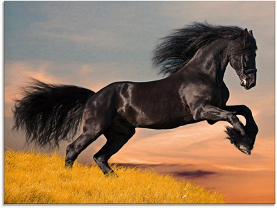 Artland Glasbild »Friesischer Hengstgalopp«