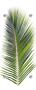 QUEENCE, QUEENCE Handtuchhalter »Palme«, Wandgarderobe mit 6 Haken, 50 x 125 cm, queence Garderobenleiste »Palme«, mit 6 Haken, 50 x 120 cm