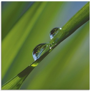 Artland Glasbild »Wassertropfen auf Grashalm«