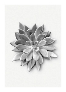 Komar, Komar Poster »Succulent Agave«, Komar Bild »Succulent Agave«, Pflanzen-Blätter, (1 St.), Wandbild zur Dekoration - ohne Rahmen