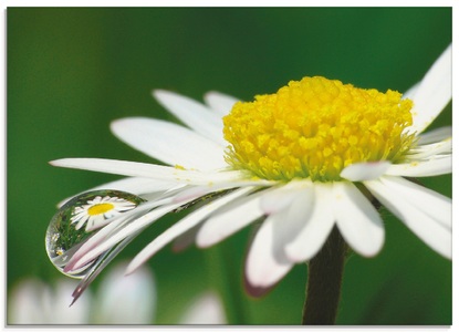 Artland Glasbild »Gänseblümchen mit Wassertropfen«