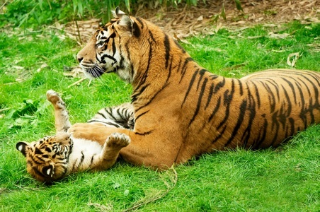 Papermoon, Papermoon Fototapete »Tiger with Baby«, Papermoon Fototapete »Tiger with Baby« glatt