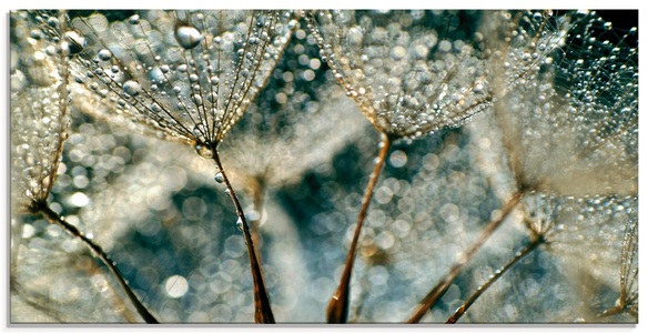 Artland Glasbild »Pusteblume Regenschauer«