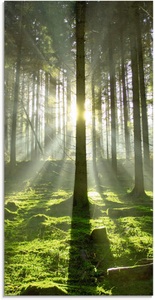 Artland Glasbild »Wald im Gegenlicht«