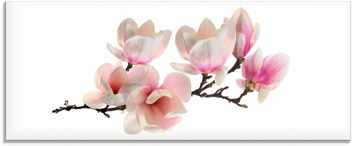 Artland Glasbild »Magnolie«