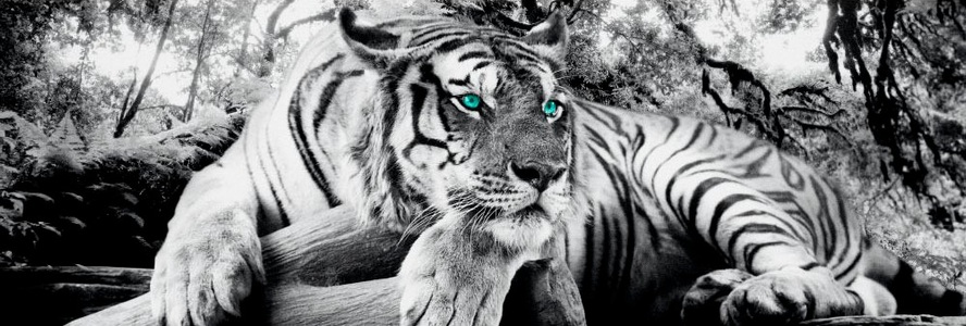 undefined, Wandbild »Tigerblick Wandbild Tiger - Raubtier - Wandbild Wohnzimmer - Wandbild«, Reinders! Wandbild »Tigerblick Wandbild Tiger - Raubtier - Wandbild Wohnzimmer - Wandbild«