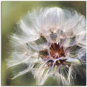 Artland, Artland Wandbild »Pusteblume II«, Artland Wandbild »Pusteblume II«, Blumen, (1 St.), als Alubild, Outdoorbild, Poster in verschied. Grössen