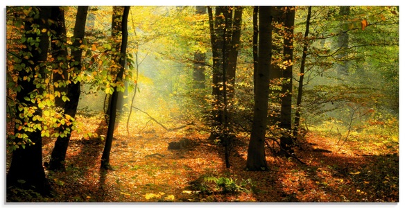 Artland Glasbild »Herbstlicht im Wald«