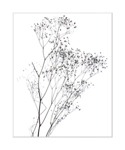 QUEENCE, queence Bild »Dana«, Blumen, gerahmt, Blumen, queence Bild »Dana«, Blumen, gerahmt, Blumen