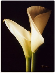 Artland, Artland Wandbild »Wunderschöne Zantedeschien I«, Artland Wandfolie »Wunderschöne Zantedeschien I«, Blumen, (1 St.), selbstklebend