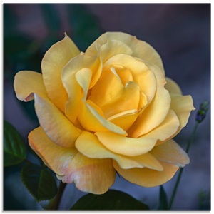 Artland Glasbild »Gelbe Rose«