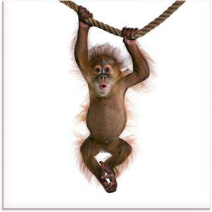 Artland Glasbild »Baby Sumatra Orang Utan hängt an Seil«