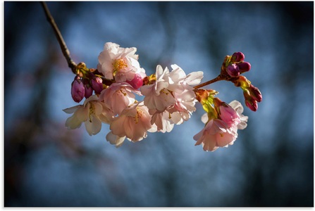 Artland, Artland Wandbild »Kirschblüte im Frühling«, Blumenbilder, (1 St.), in vielen Grössen & Produktarten - Alubild / Outdoorbild für den Aussenbereich, Leinwandbild, Poster, Wandaufkleber / Wandtattoo auch für Badezimmer geeignet, Artland Alu-Dibond-Druck »Kirschblüte im Frühling«, Blumenbilder, (1 St.), für Innen- und Aussenbereich geeignet, Outdoorbild