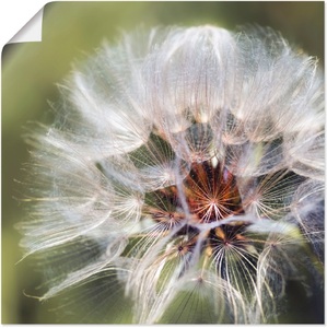Artland, Artland Wandbild »Pusteblume II«, Artland Wandbild »Pusteblume II«, Blumen, (1 St.), als Alubild, Outdoorbild, Poster in verschied. Grössen
